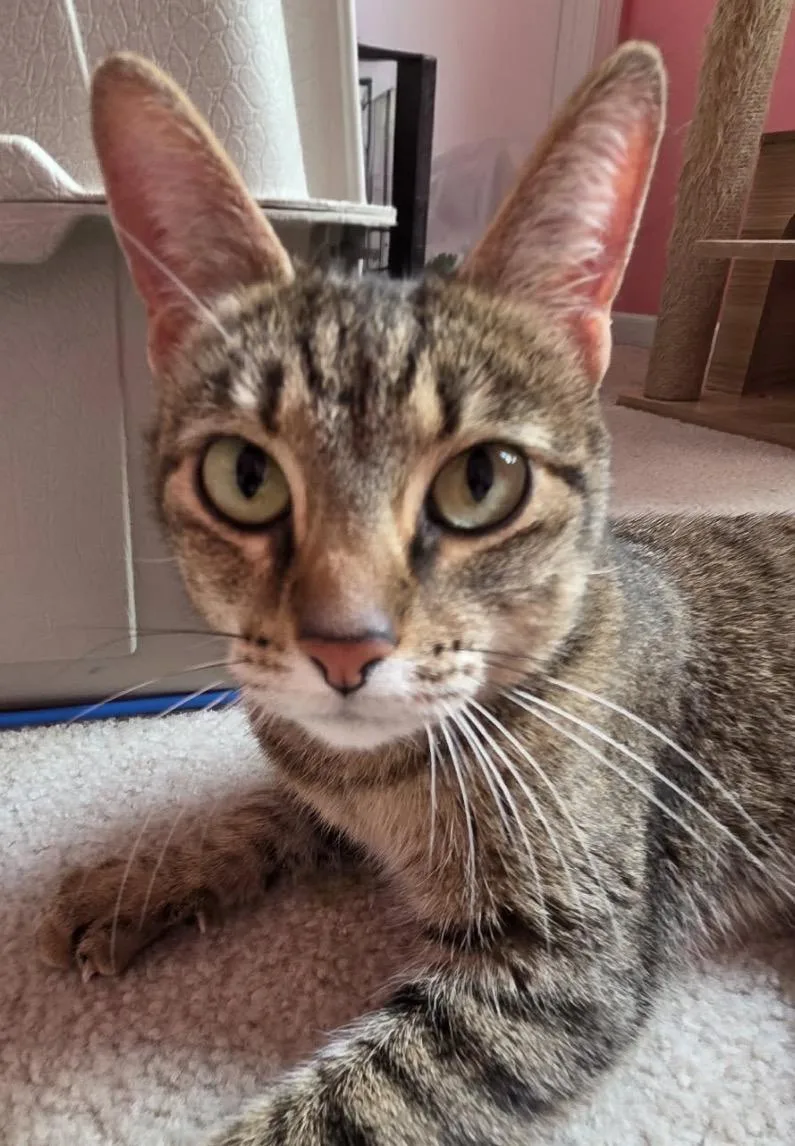 A young medium-sized female Domestic Short Hair cat named Ivy for adoption in Maineville, OH