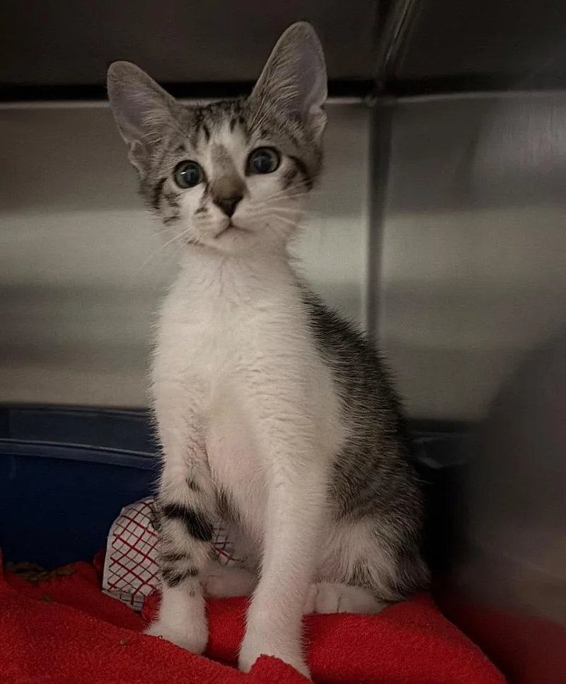A baby small-sized male Domestic Short Hair cat named Waldorf for adoption in Ocala, FL