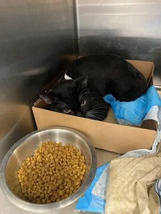An adult small-sized male Domestic Short Hair cat named Frodo for adoption in West Chester, PA