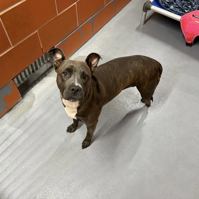 A young medium-sized female Brindle Pit Bull Terrier dog named Polly for adoption in Northbrook, IL