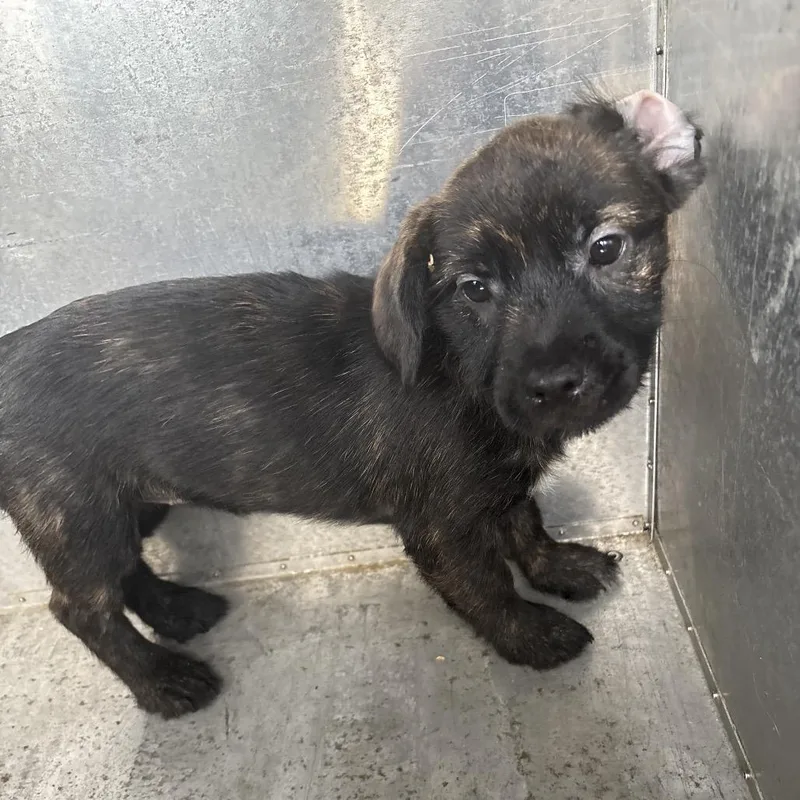 A baby small-sized female Mixed Breed dog named Princess for adoption in Milton, FL