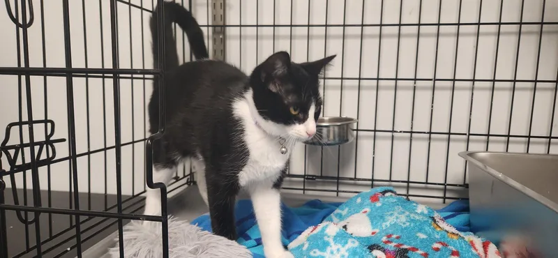 A young medium-sized male Black & White / Tuxedo Domestic Short Hair cat named Riker for adoption in Herndon, VA
