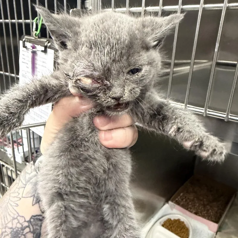 A baby small-sized female Gray / Blue / Silver Domestic Short Hair cat named Olive Oyl for adoption in Marion, VA