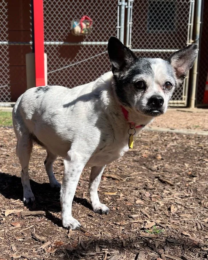 Secret A thumbnail 3