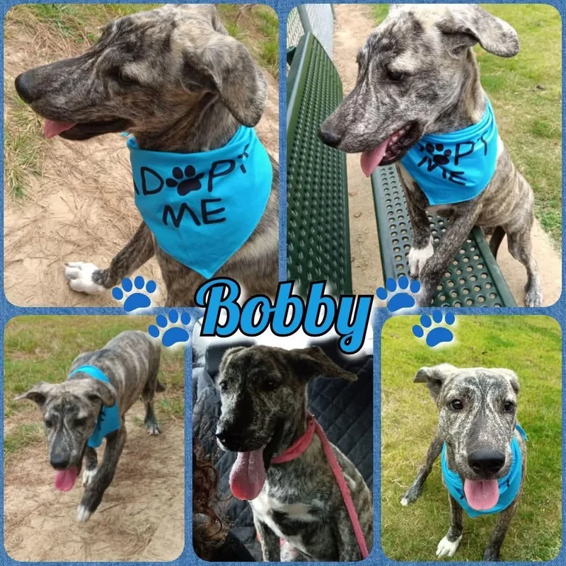 A young medium-sized male Brindle Mountain Cur dog named Bobby for adoption in Greenfield, TN
