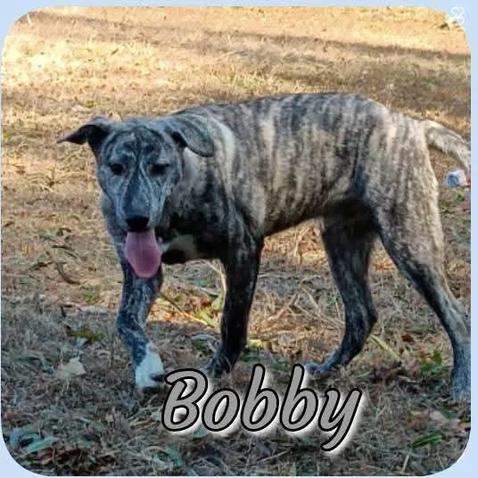 Bobby thumbnail 4