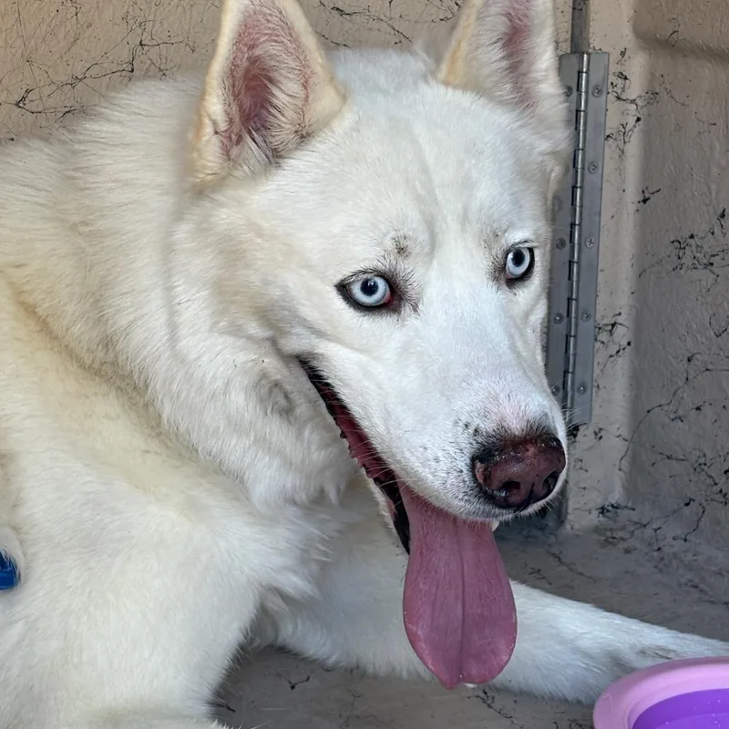 An adult medium-sized male White / Cream Siberian Husky dog named Shadow for adoption in Henderson, NV