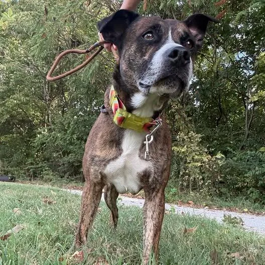 An adult small-sized male Mixed Breed dog named Walker for adoption in Jeffersonville, IN