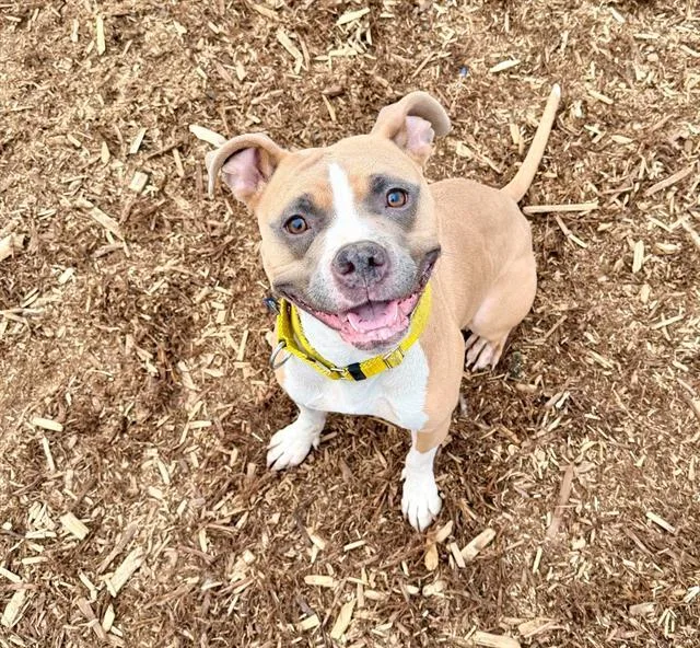 A young medium-sized female Pit Bull Terrier dog named Shiloh for adoption in Denver, CO