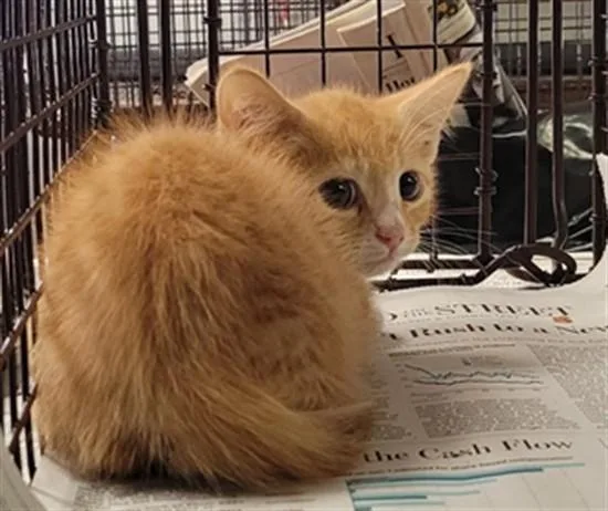 A baby small-sized male Domestic Short Hair cat named Tangelo for adoption in Saint Cloud, FL