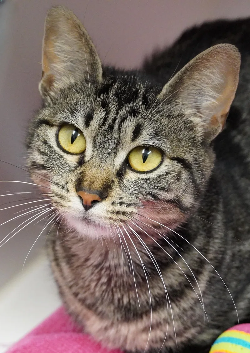 An adult medium-sized female Tabby (Brown / Chocolate) Domestic Short Hair cat named Peppi for adoption in Grants Pass, OR