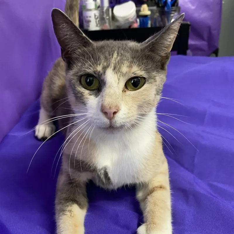 A young medium-sized female Calico Domestic Short Hair cat named Latke for adoption in North Myrtle Beach, SC