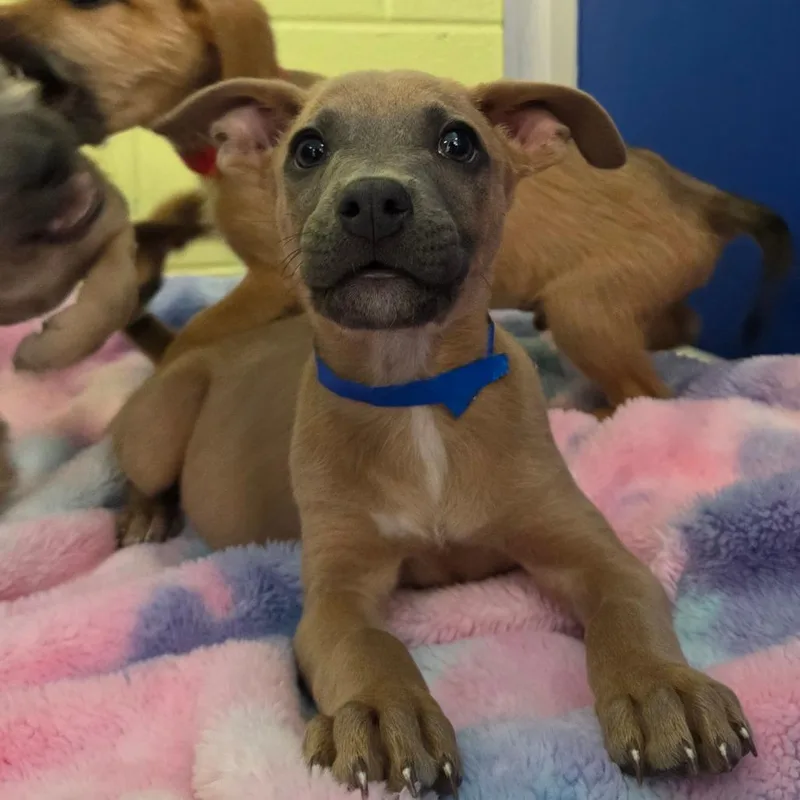 A baby small-sized male Yellow / Tan / Blond / Fawn Wirehaired Terrier dog named Harley for adoption in Newport, TN