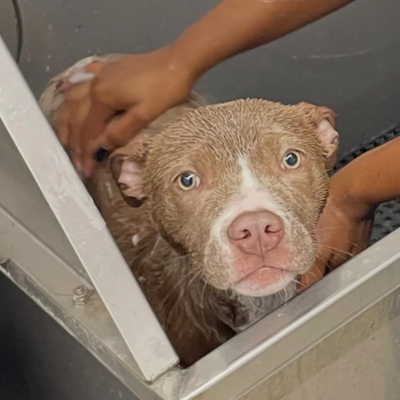 A young small-sized female Gray / Blue / Silver Pit Bull Terrier dog named Izzy  Home To for adoption in South Elgin, IL