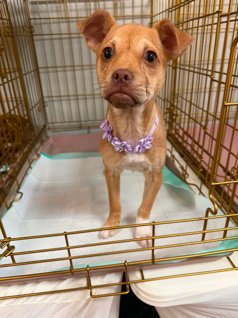 A baby medium-sized female Pug dog named Mona Lisa for adoption in Walker, LA