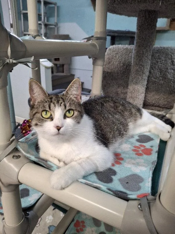 A young medium-sized female Domestic Short Hair cat named Pickles for adoption in Gonic, NH