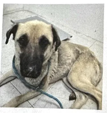 An adult medium-sized female Black Anatolian Shepherd dog named Maid Marian for adoption in San Luis, CO