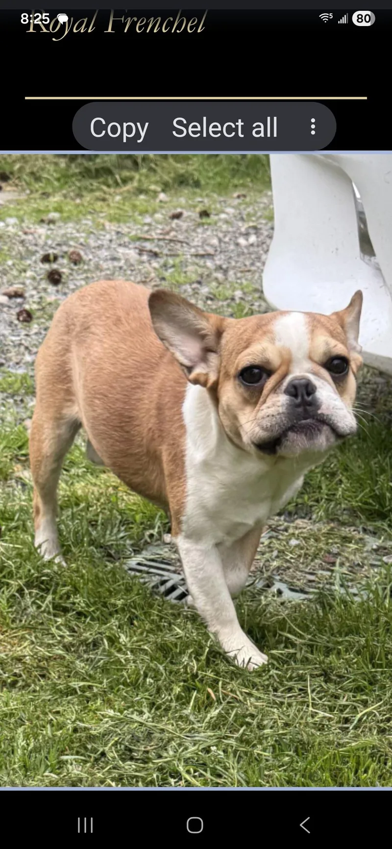Tater Tot