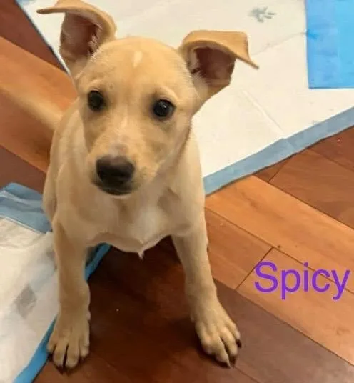 Spice thumbnail 2