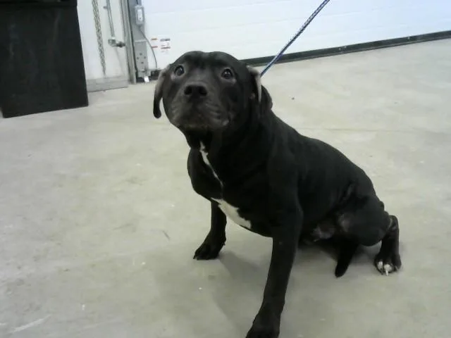 A young medium-sized male Pit Bull Terrier dog named Jump Rope for adoption in Toledo, OH