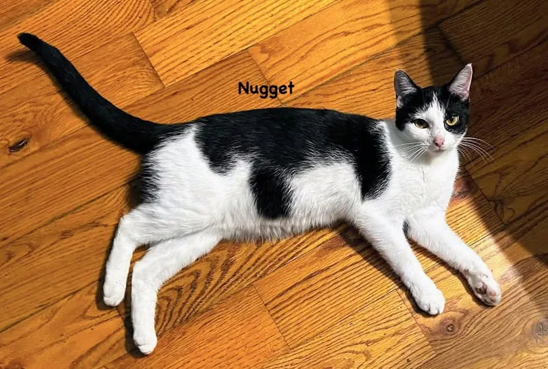 An adult small-sized female Black & White / Tuxedo Domestic Short Hair cat named Nugget for adoption in Morehead, KY
