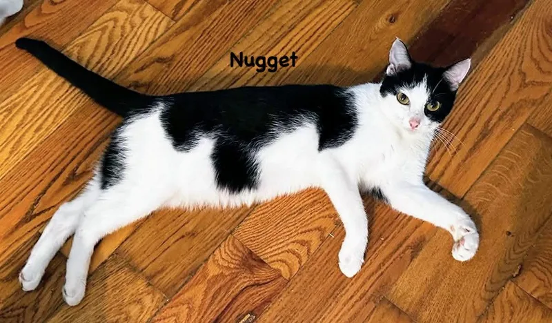 Nugget thumbnail 2
