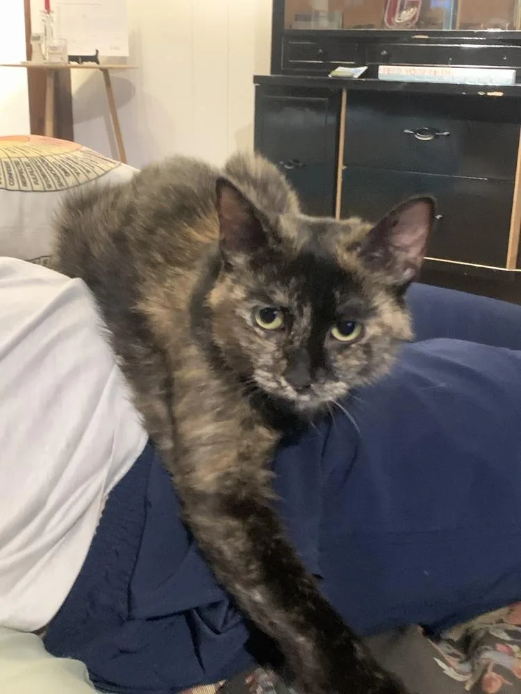 An adult medium-sized female Domestic Short Hair cat named Phoebe for adoption in West Mifflin, PA
