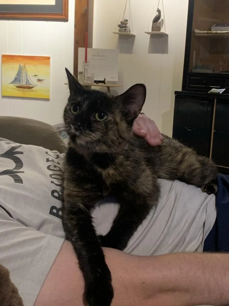 Phoebe thumbnail 3