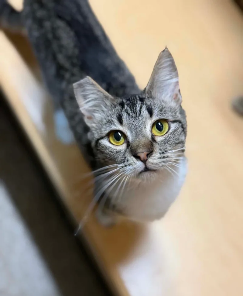 A young medium-sized female Tabby (Gray / Blue / Silver) Tabby cat named Iris for adoption in Yuba City, CA
