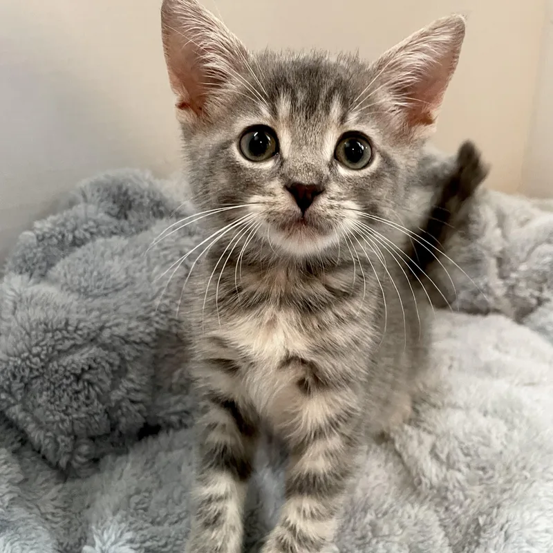 A baby medium-sized male Tabby (Gray / Blue / Silver) Tabby cat named Zen for adoption in Greensboro, NC