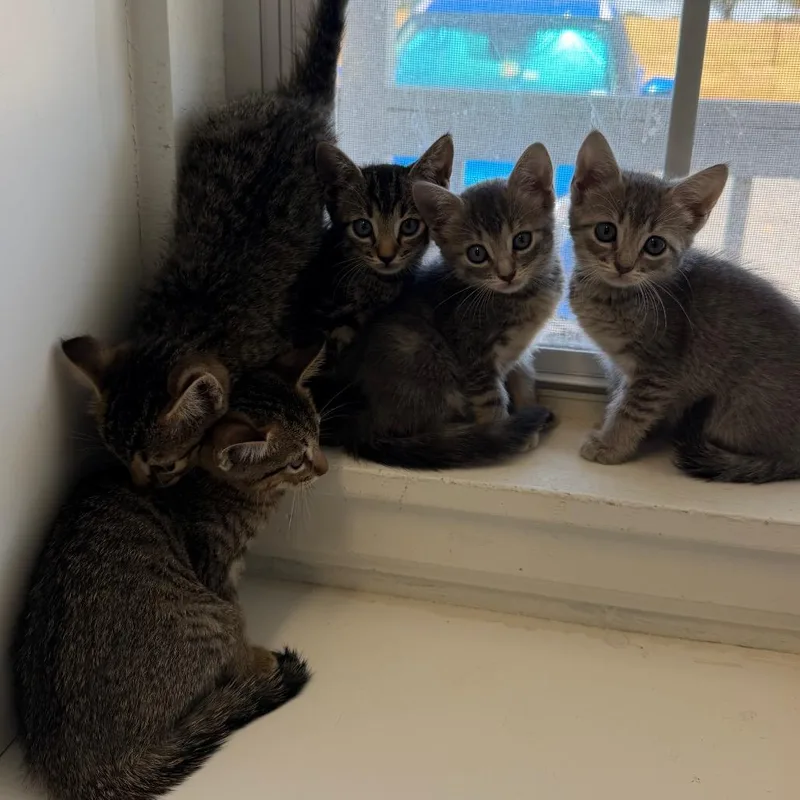 A baby small-sized female Gray / Blue / Silver Domestic Short Hair cat named Storm for adoption in Floresville, TX