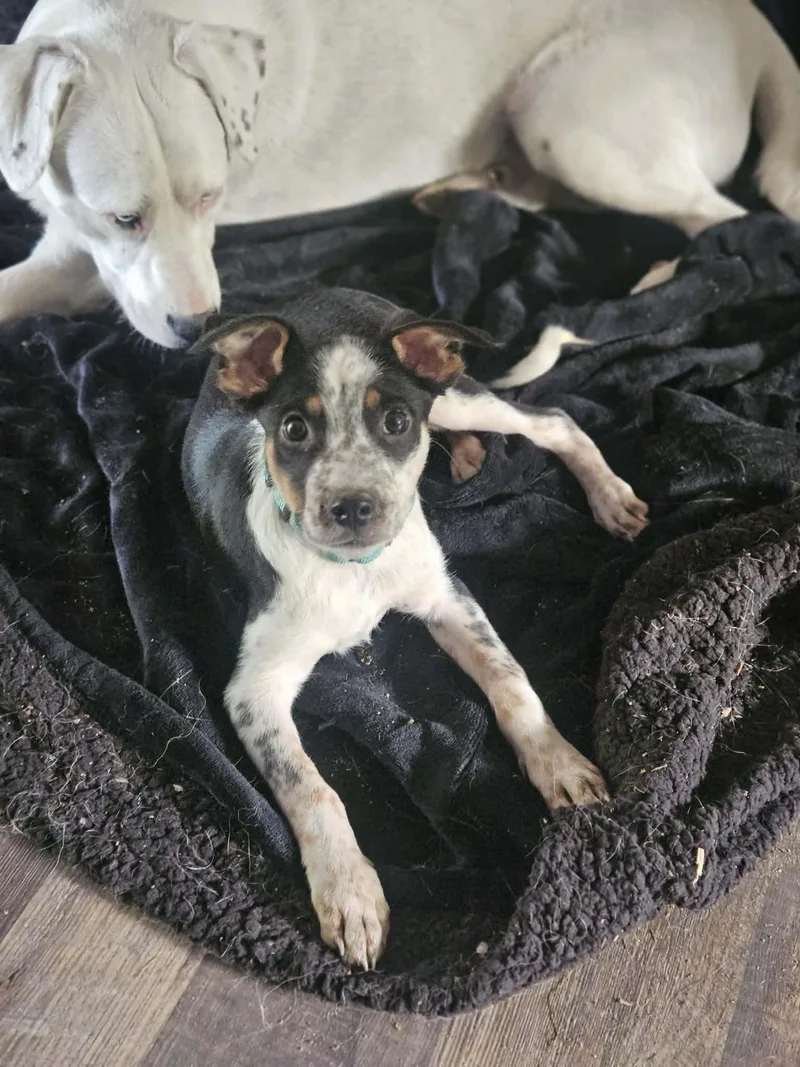 A baby medium-sized male Mixed Breed dog named Biscuit for adoption in Holbrook, NY