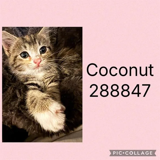 A baby small-sized female Domestic Short Hair cat named Coconut for adoption in Macon, GA