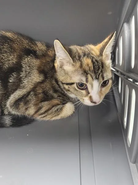 A baby small-sized female Domestic Short Hair cat named Pen  Candy for adoption in Lawrenceville, GA