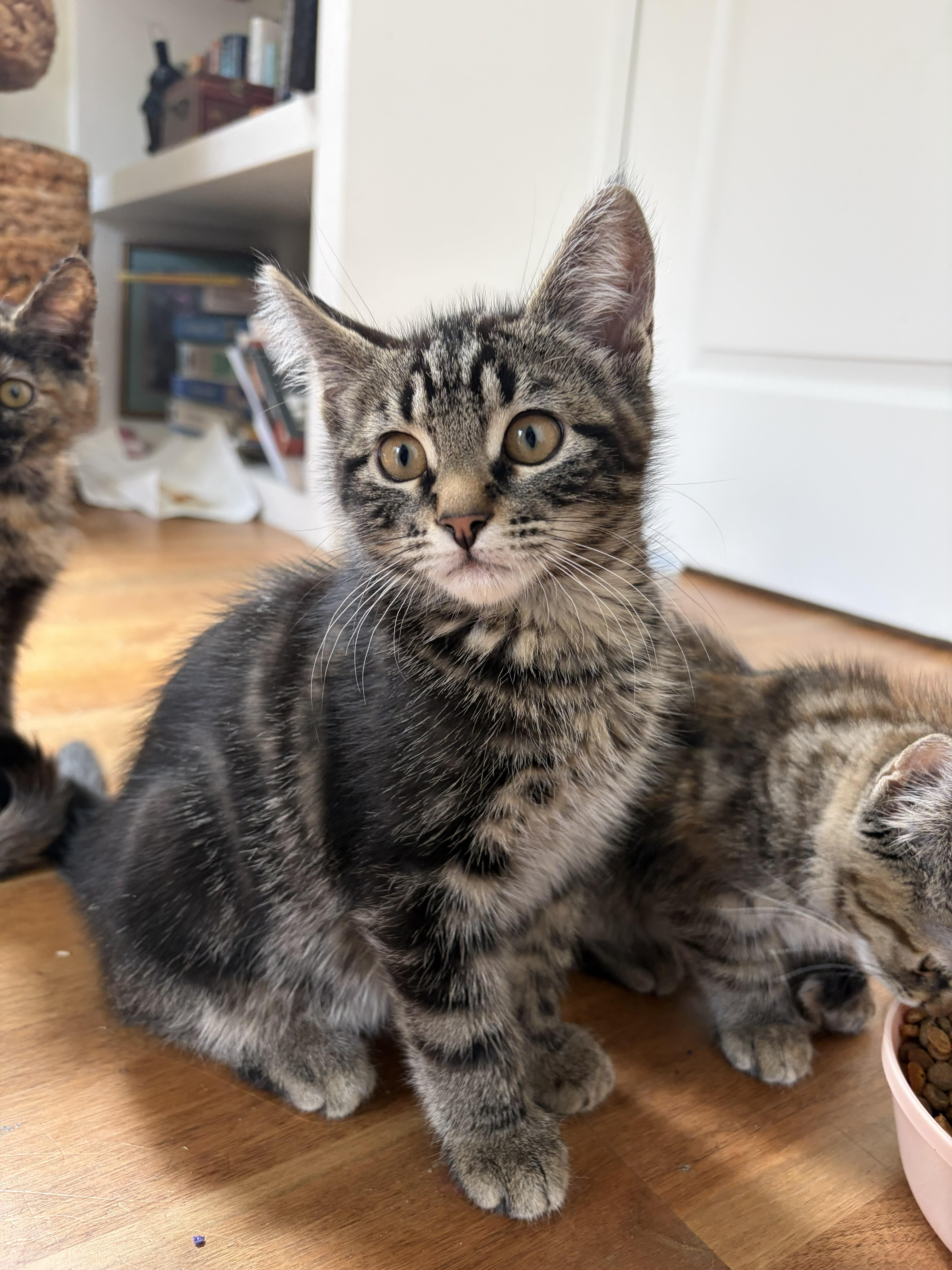 A baby small-sized male Tabby (Brown / Chocolate) Domestic Short Hair cat named Pablo for adoption in Missoula, MT