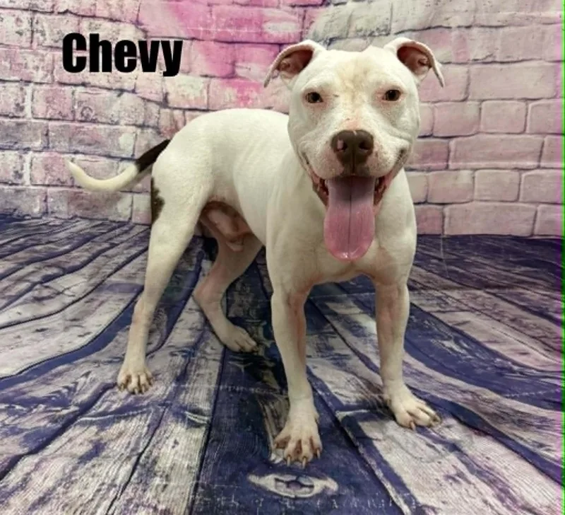 Chevy