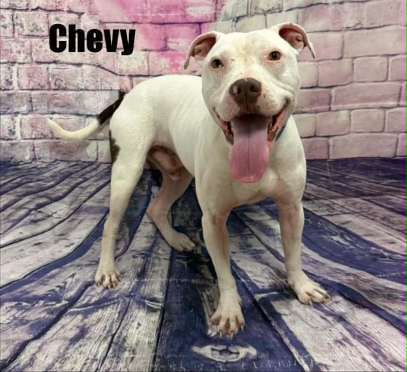 Chevy thumbnail 2