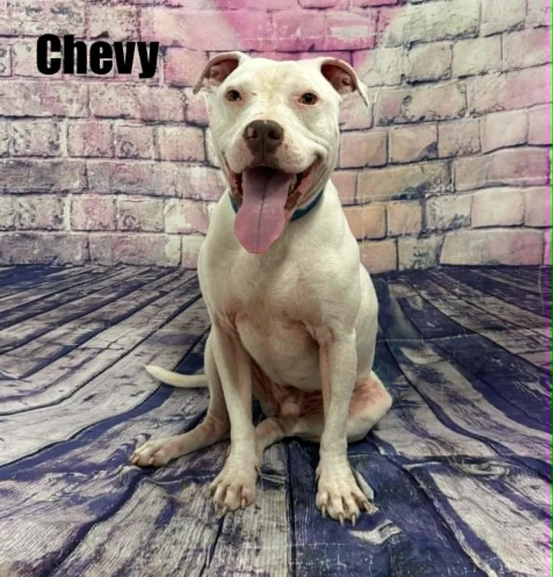 Chevy thumbnail 4