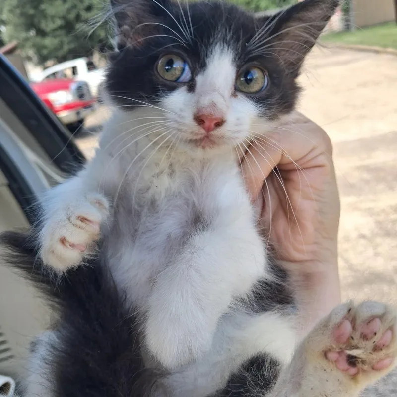 A baby small-sized female Black Domestic Short Hair cat named Mayhem for adoption in Lufkin, TX