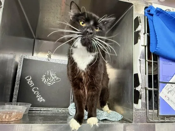 An adult medium-sized male Domestic Short Hair cat named Mango for adoption in New York, NY