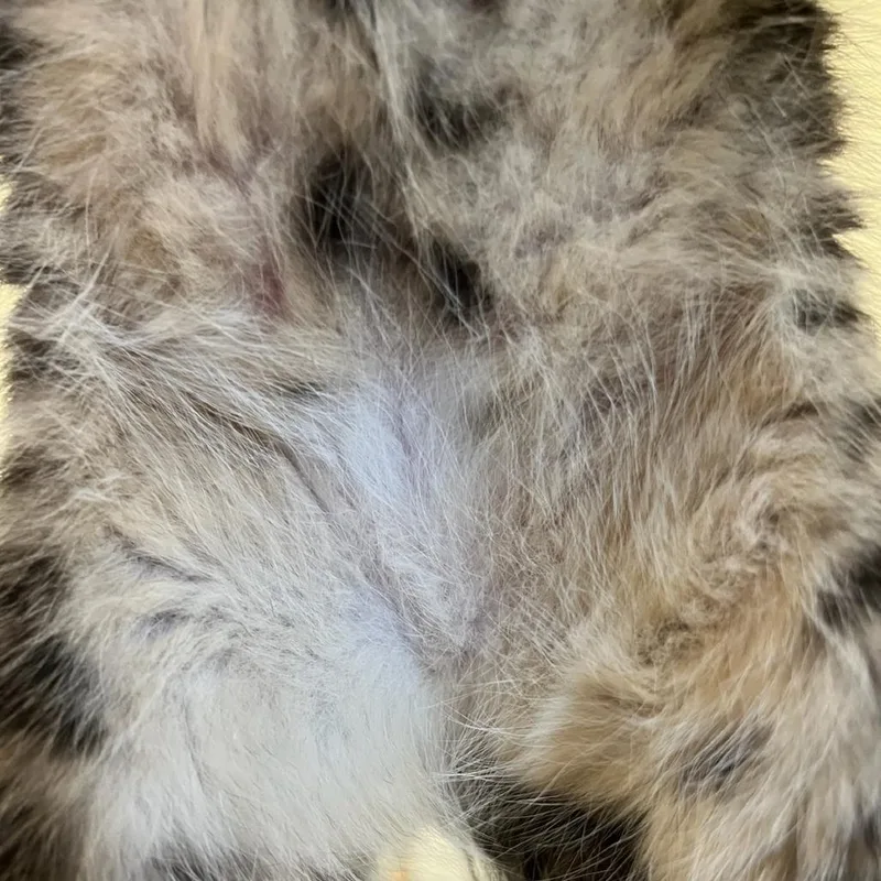 A baby small-sized female Brown / Chocolate Domestic Short Hair cat named Beatrice for adoption in Charlottesville, VA