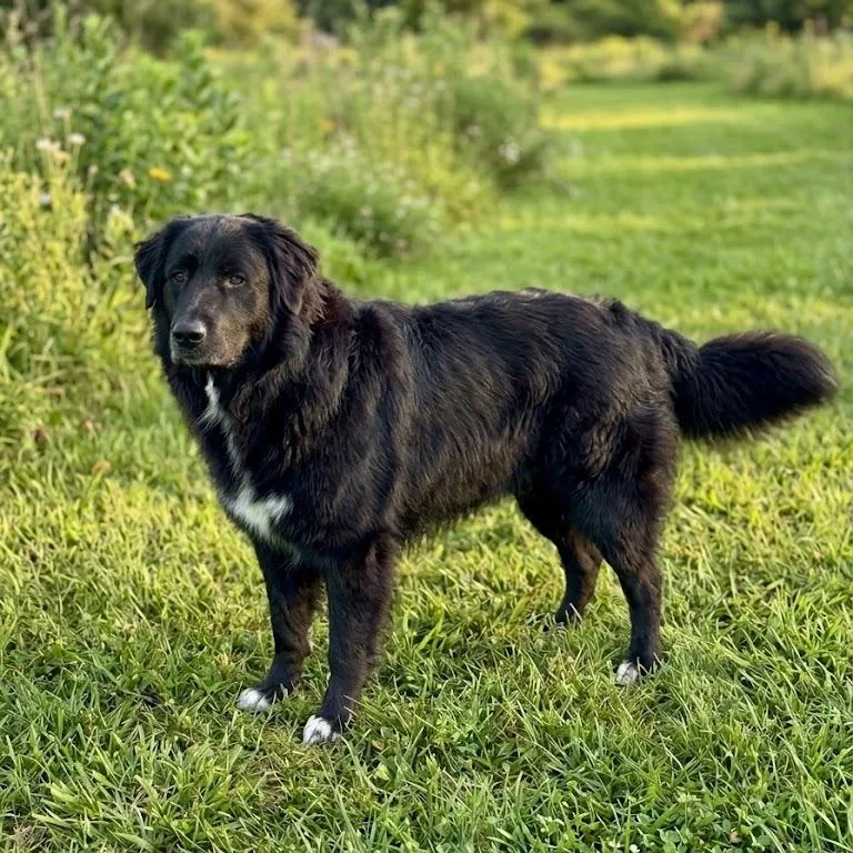 Onyx