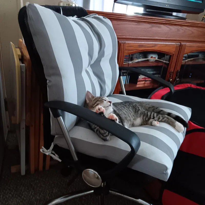 A young medium-sized female Gray & White Domestic Short Hair cat named Snuggles for adoption in Akron, OH