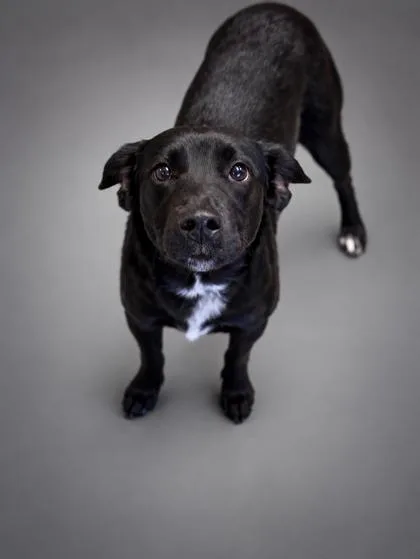 A young medium-sized female Labrador Retriever dog named Marble for adoption in Bowling Green, KY