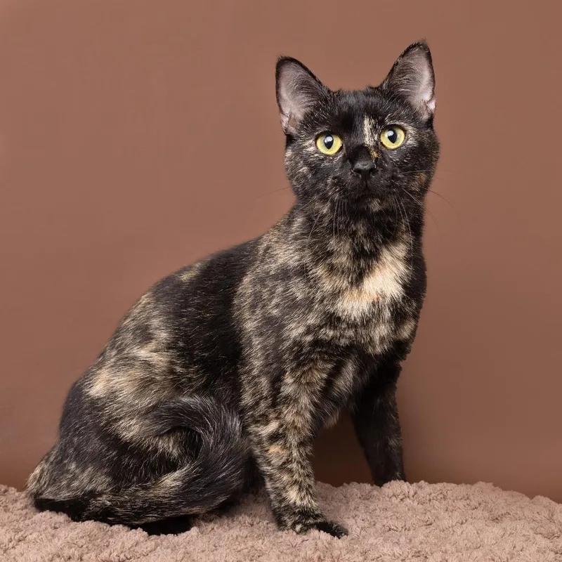 A young medium-sized female Tortoiseshell Domestic Short Hair cat named Luna for adoption in Franklin, TN