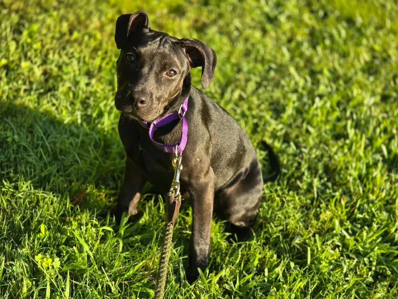 A baby medium-sized female Labrador Retriever dog named Martha for adoption in Griswold, CT