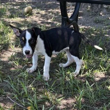 A baby medium-sized female Tricolor (Brown, Black, & White) Pit Bull Terrier dog named Magenta for adoption in Valdosta, GA