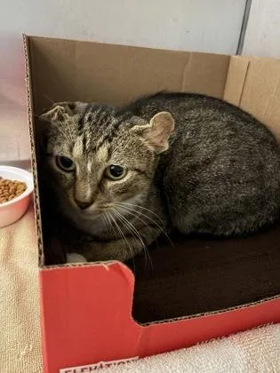 An adult small-sized female Domestic Short Hair cat named Llama for adoption in West Chester, PA