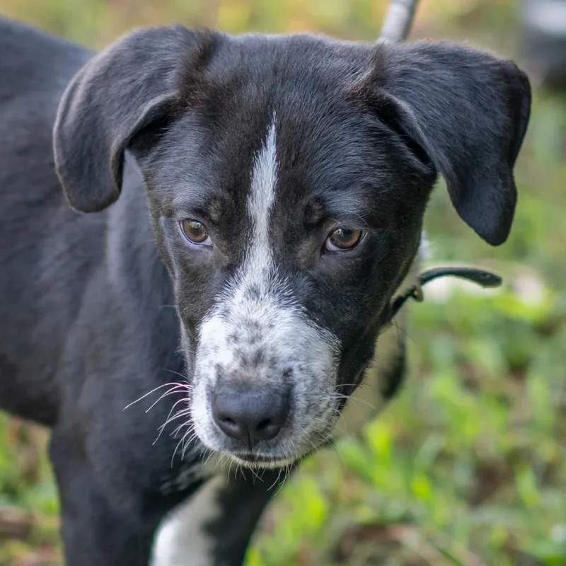 A baby small-sized male Labrador Retriever dog named Amos for adoption in Bartlett, TN