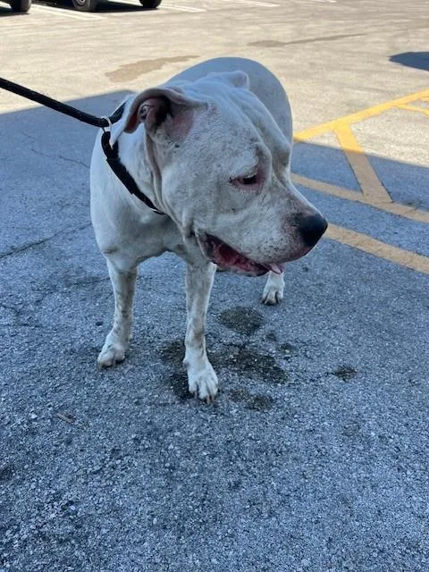 An adult large-sized female American Bulldog dog named Lake for adoption in Miami, FL